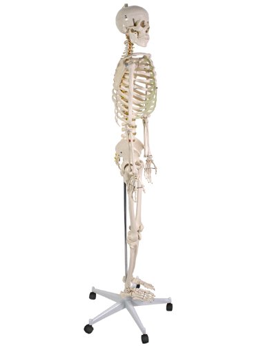 Anatomie Skelett / menschliches Modell inkl. Schutzabdeckung, StandfuÃŸ auf Rollen und Lehrgrafik, lebensgroÃŸ 181cm -