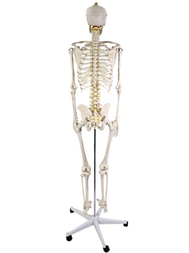 Anatomie Skelett / menschliches Modell inkl. Schutzabdeckung, StandfuÃŸ auf Rollen und Lehrgrafik, lebensgroÃŸ 181cm -