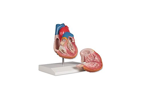 Herzmodell, 2-teilig, natürliche Größe -
