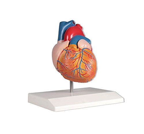 Herzmodell, 2-teilig, natürliche Größe -