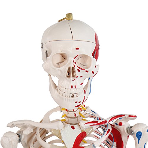 Menschliches Skelett Anatomie Modell Menschliches Skelett mit Detailsund ca. 200 Knochen - 181,5 cm groß - Lehrgrafik inkl. -