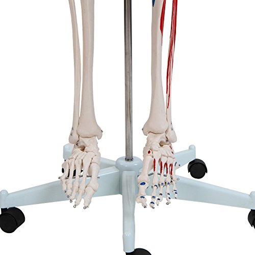 Menschliches Skelett Anatomie Modell Menschliches Skelett mit Detailsund ca. 200 Knochen - 181,5 cm groß - Lehrgrafik inkl. -