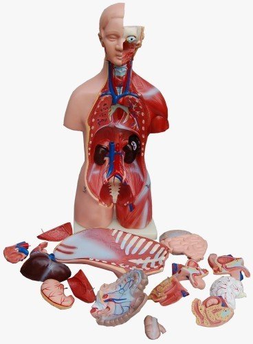 Torso, Mann und Frau, 45cm, 23 Teile, Anatomiemodell -